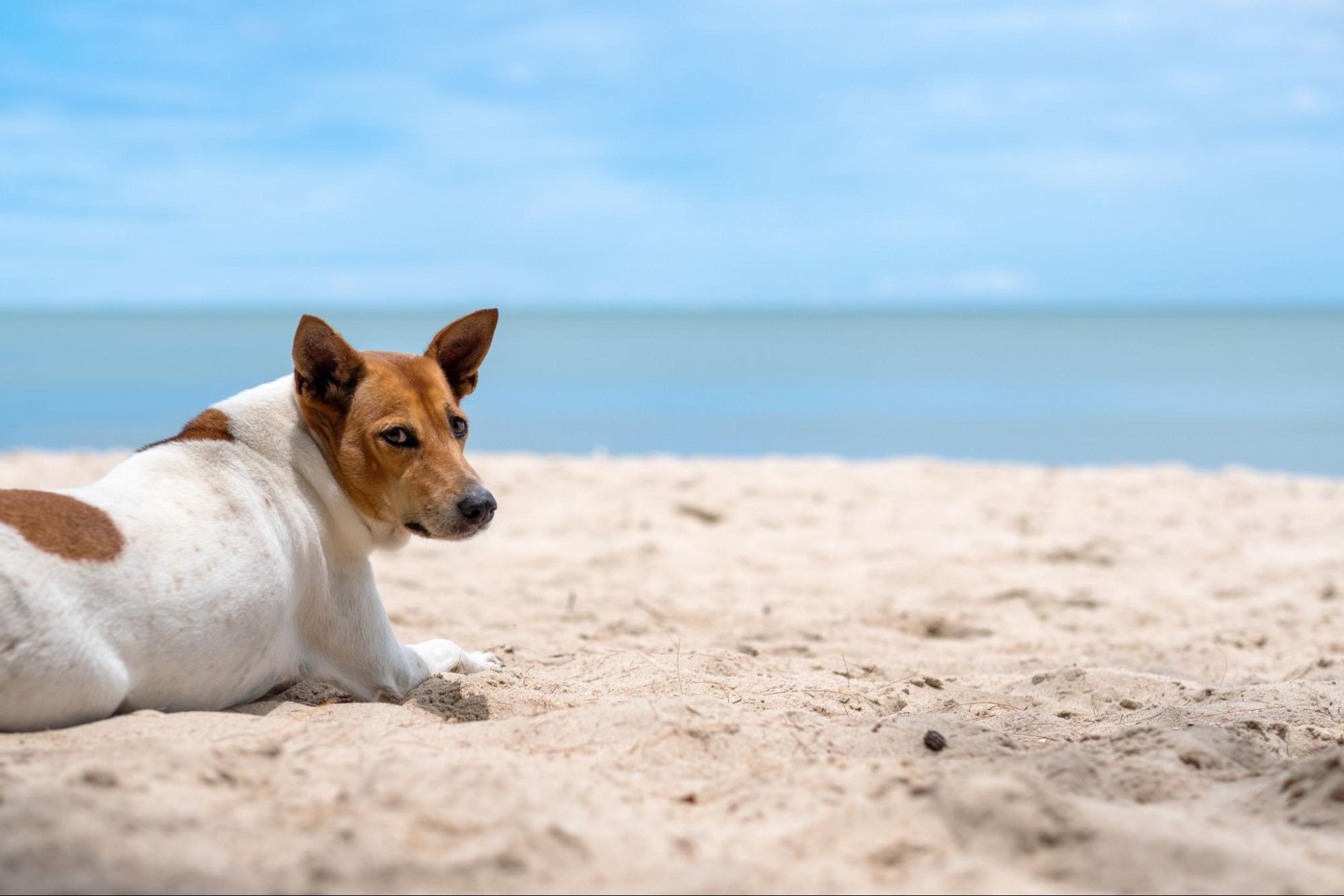 mejores playas perros malaga