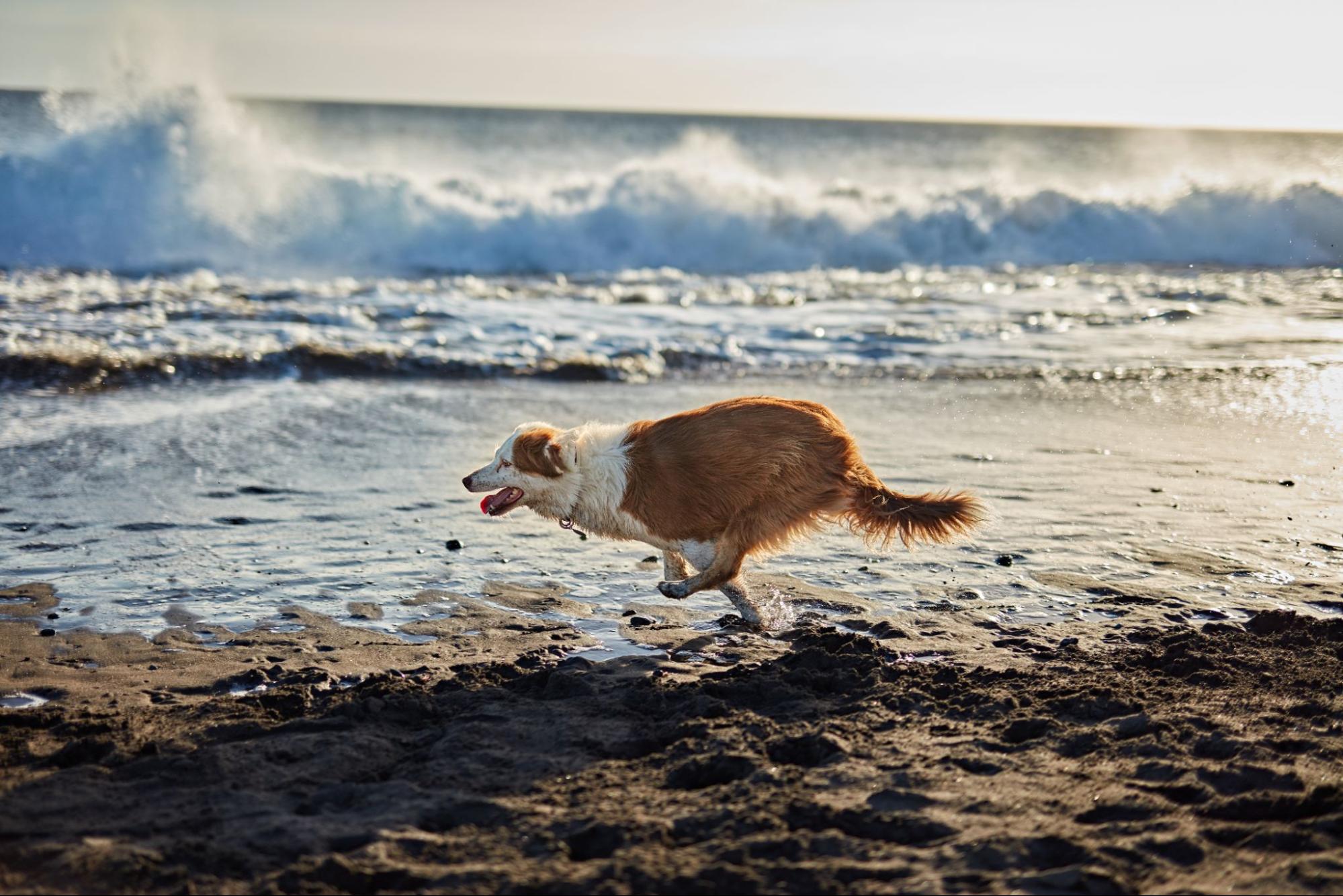 playa canina torre del mar malaga