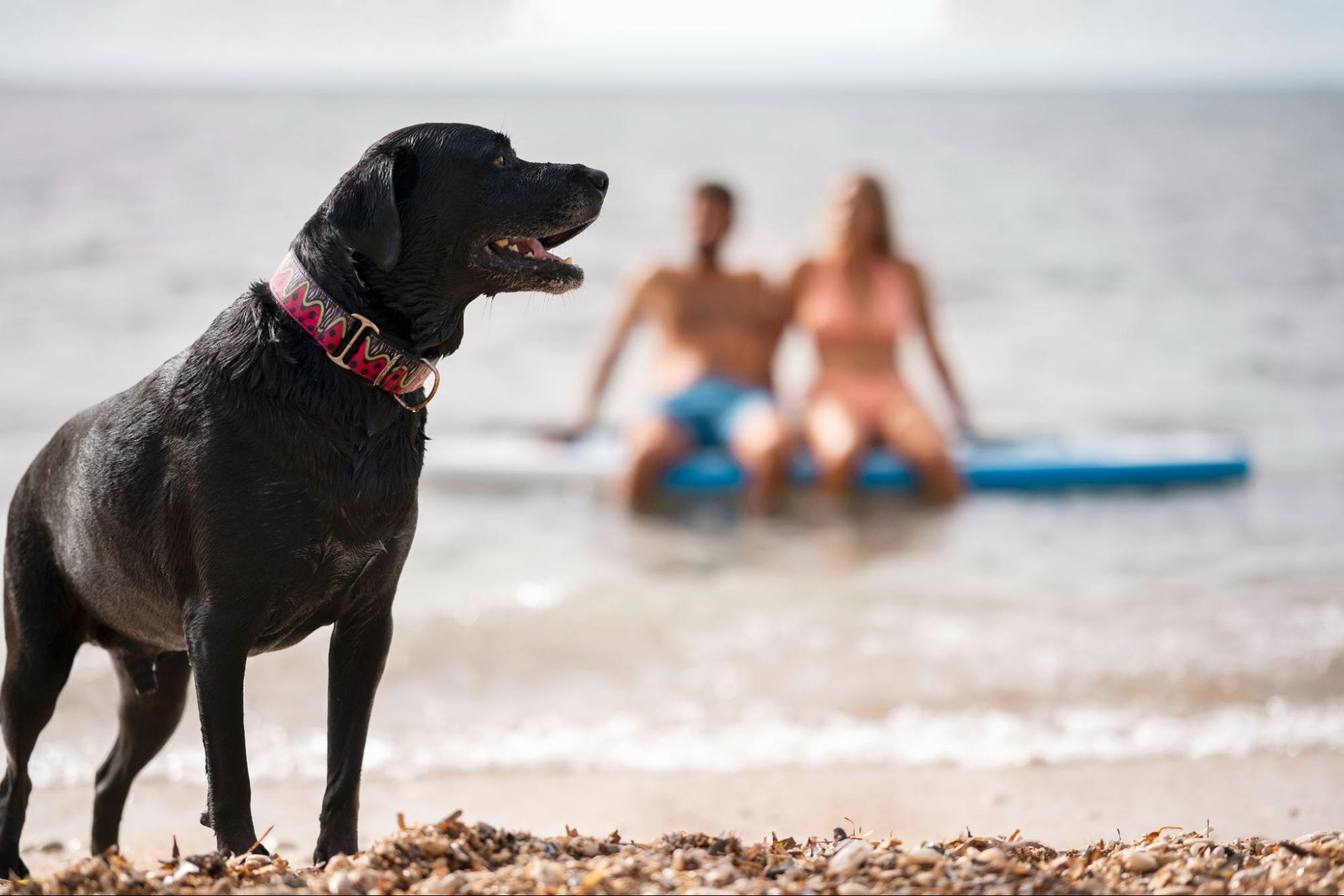 playa canina torrox malaga